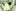 Alraune